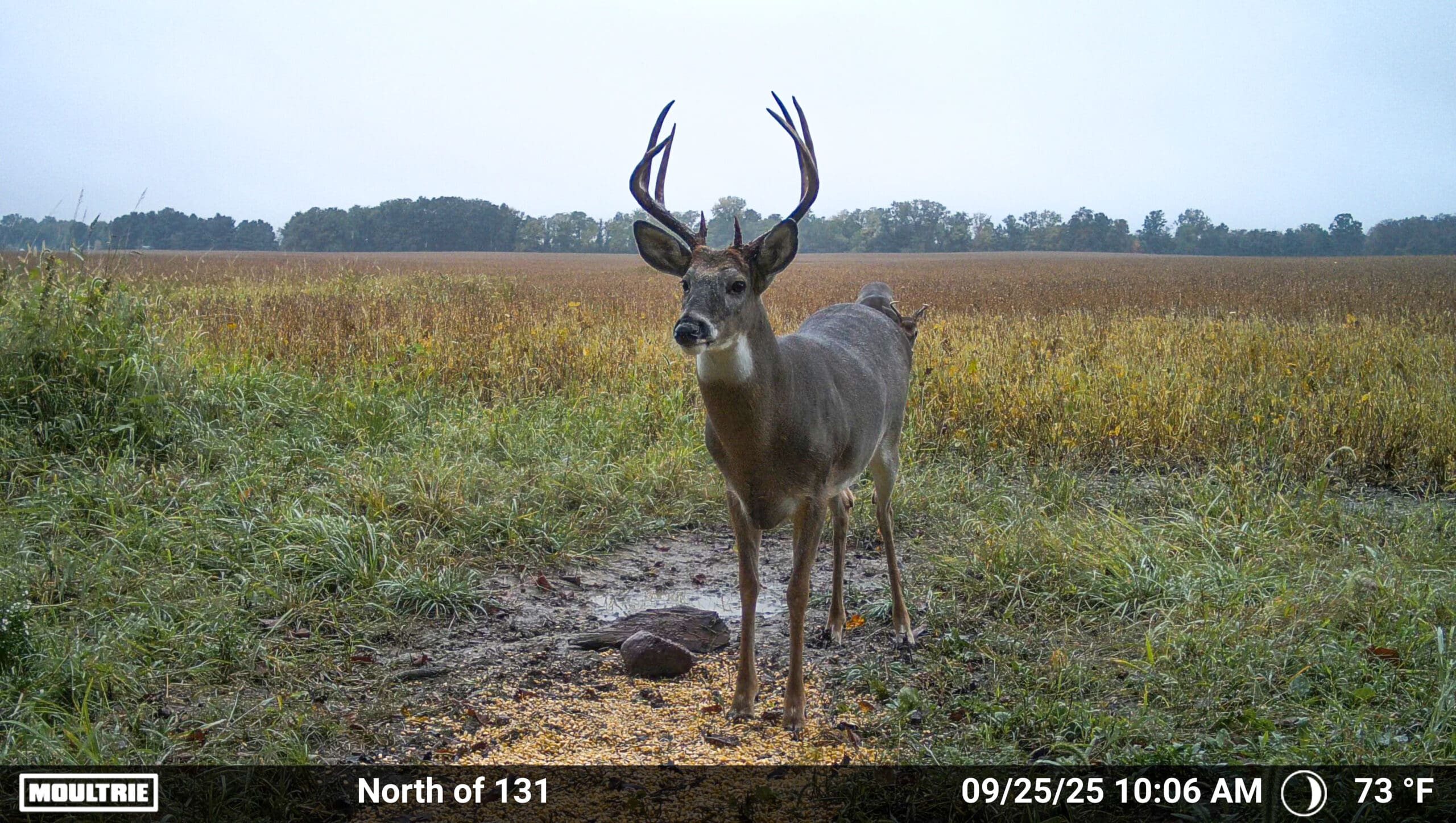 Moultrie trail camera and feeder setup in the field showing a buck.