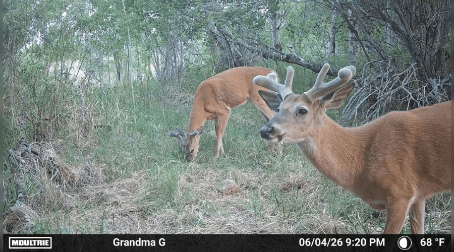 Moultrie trail camera with photos of deer in them