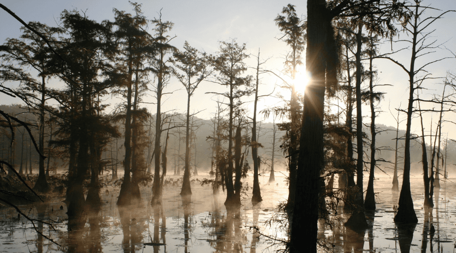 Duck Commander Presents: Ducks, Diners, Drop-Ins & Drives